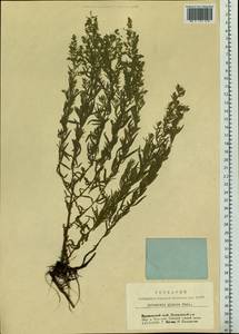 Artemisia glauca Pall. ex Willd., Siberia, Central Siberia (S3) (Russia)