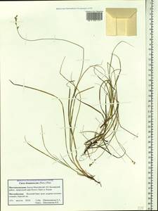 Carex brunnescens (Pers.) Poir., Siberia, Western Siberia (S1) (Russia)