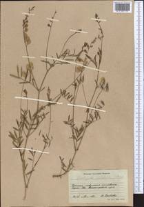 Onobrychis pulchella Schrenk, Middle Asia, Western Tian Shan & Karatau (M3) (Kyrgyzstan)