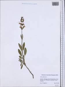 Salvia officinalis L., Western Europe (EUR) (Germany)