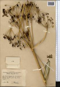 Ferula tenuisecta Korovin ex Pavlov, Middle Asia, Western Tian Shan & Karatau (M3) (Uzbekistan)