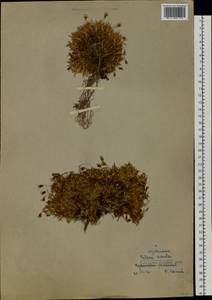 Silene acaulis (L.) Jacq., Siberia, Western Siberia (S1) (Russia)