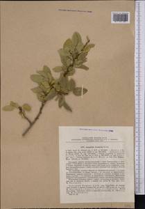 Prunus bucharica (Korsh.) B. Fedtsch., Middle Asia, Pamir & Pamiro-Alai (M2) (Uzbekistan)