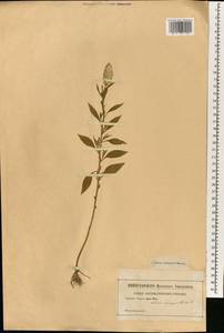 Celosia argentea var. margaritacea (L.) Iamonico, South Asia, South Asia (Asia outside ex-Soviet states and Mongolia) (ASIA) (Not classified)