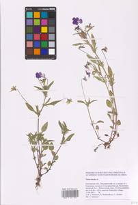 Viola tricolor L., Eastern Europe, Western region (E3) (Russia)