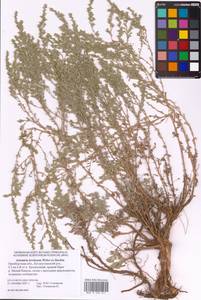 Artemisia lercheana Weber ex Stechm., Eastern Europe, Eastern region (E10) (Russia)