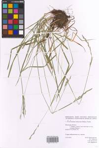 Festulolium loliaceum (Huds.) P.Fourn., Eastern Europe, North-Western region (E2) (Russia)