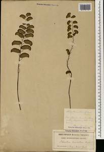 Adiantum philippense L., South Asia, South Asia (Asia outside ex-Soviet states and Mongolia) (ASIA) (Russia)