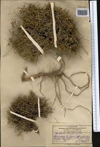 Convolvulus spinifer Popov, Middle Asia, Pamir & Pamiro-Alai (M2) (Kyrgyzstan)