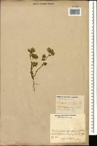 Althaea hirsuta L., Caucasus, Azerbaijan (K6) (Azerbaijan)