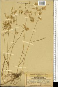 Bromus squarrosus L., Caucasus, Azerbaijan (K6) (Azerbaijan)