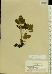 Fragaria ×ananassa (Weston) Rozier, Eastern Europe, Moscow region (E4a) (Russia)