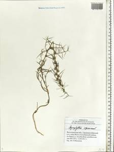 Agriophyllum pungens (Vahl) Link, Eastern Europe, Lower Volga region (E9) (Russia)