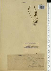 Ranunculus pedatus Waldst. & Kit., Eastern Europe, South Ukrainian region (E12) (Ukraine)