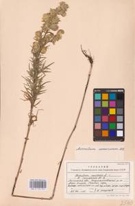 Aconitum anthora subsp. anthora, Eastern Europe, Central forest-and-steppe region (E6) (Russia)