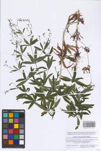 Galium intermedium Schult., Eastern Europe, Moscow region (E4a) (Russia)