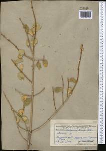 Lonicera, Middle Asia, Pamir & Pamiro-Alai (M2) (Uzbekistan)