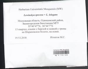 Lewinskya speciosa (Nees) F. Lara, Garilleti & Goffinet, Bryophytes, Bryophytes - Moscow City & Moscow Oblast (B6a) (Russia)
