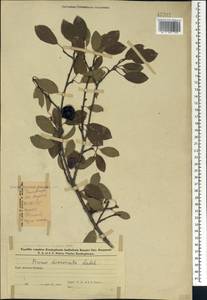 Prunus cerasifera Ehrh., Caucasus, Azerbaijan (K6) (Azerbaijan)