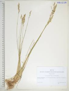 KHA8228, Poa attenuata Trin., Siberia, Russian Far East (S6) (Russia)