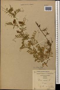 Vicia villosa Roth, Caucasus, Georgia (K4) (Georgia)