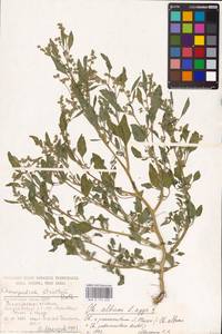 Chenopodium album L., Eastern Europe, Lower Volga region (E9) (Russia)