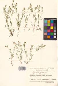 Lepidium ruderale L., Eastern Europe, Lower Volga region (E9) (Russia)