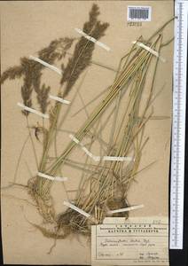 Calamagrostis pseudophragmites (Haller f.) Koeler, Middle Asia, Pamir & Pamiro-Alai (M2) (Uzbekistan)