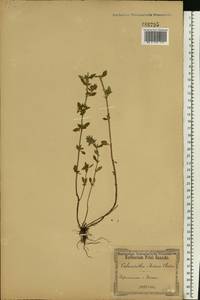 Clinopodium acinos (L.) Kuntze, Eastern Europe, South Ukrainian region (E12) (Ukraine)