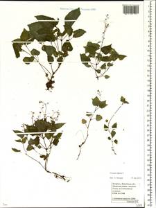 Circaea alpina L., Eastern Europe, Belarus (E3a) (Belarus)