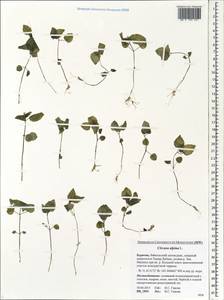 Circaea alpina L., Siberia, Baikal & Transbaikal region (S4) (Russia)