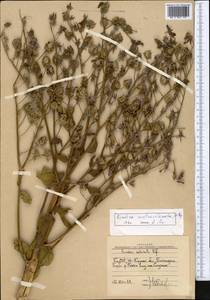 Rindera austroechinata Popov, Middle Asia, Western Tian Shan & Karatau (M3) (Uzbekistan)