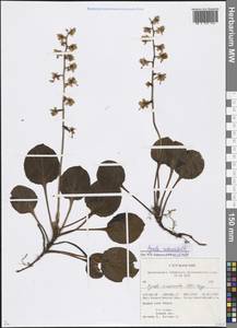 Pyrola rotundifolia L., Siberia, Western (Kazakhstan) Altai Mountains (S2a) (Kazakhstan)