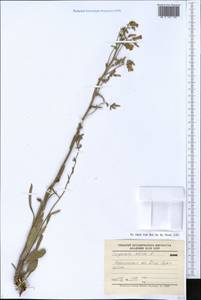 Campanula sibirica L., Eastern Europe, Central forest-and-steppe region (E6) (Russia)