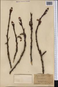 Populus balsamifera L., America (AMER) (United States)