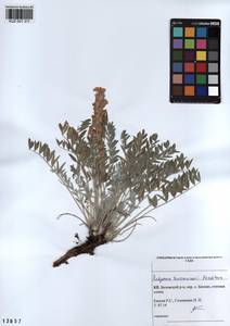 KUZ 001 311, Hedysarum turczaninovii Peschkova, Siberia, Altai & Sayany Mountains (S2) (Russia)