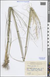 Stipa grandis P.A.Smirn., South Asia, South Asia (Asia outside ex-Soviet states and Mongolia) (ASIA) (China)