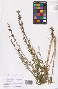 Silene tatarica (L.) Pers., Eastern Europe, Central region (E4) (Russia)