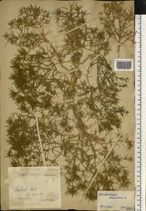 Ceratocarpus arenarius L., Eastern Europe, Central forest-and-steppe region (E6) (Russia)