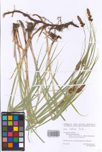 Carex disticha Huds., Eastern Europe, Western region (E3) (Russia)