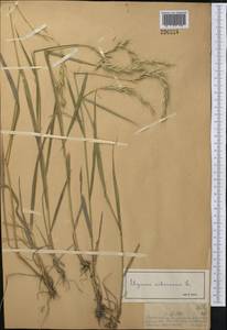 Elymus sibiricus L., Middle Asia, Muyunkumy, Balkhash & Betpak-Dala (M9) (Kazakhstan)