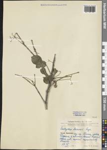 Euonymus maackii Rupr., South Asia, South Asia (Asia outside ex-Soviet states and Mongolia) (ASIA) (China)