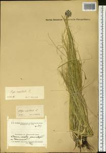 Stipa capillata L., Siberia, Altai & Sayany Mountains (S2) (Russia)