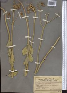 Haplophyllum robustum Bunge, Middle Asia, Pamir & Pamiro-Alai (M2) (Uzbekistan)