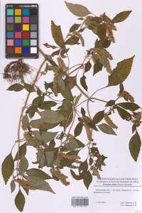 Elsholtzia ciliata (Thunb.) Hyl., Eastern Europe, Moscow region (E4a) (Russia)