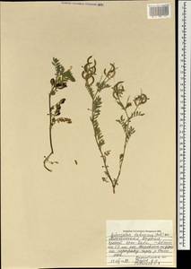 Astragalus davuricus (Pall.) DC., Mongolia (MONG) (Mongolia)