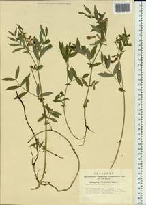 Lathyrus frolovii Rupr., Siberia, Central Siberia (S3) (Russia)