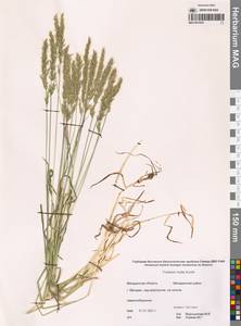Koeleria spicata subsp. spicata, Siberia, Chukotka & Kamchatka (S7) (Russia)