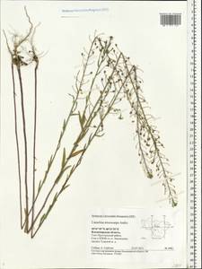 Camelina microcarpa Andrz. ex DC., Eastern Europe, Central region (E4) (Russia)