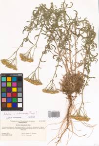 Achillea ×submicrantha Tzvelev, Eastern Europe, Lower Volga region (E9) (Russia)